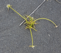 Cyperus dubius