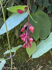 Thunbergia coccinea