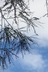Sophora longicarinata