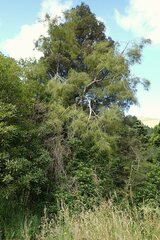 Sophora longicarinata