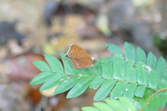 Euriphene