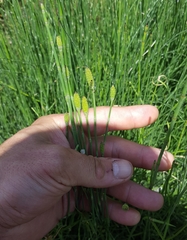 Equisetum ramosissimum image