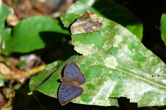 Euriphene