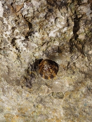 Cellana testudinaria