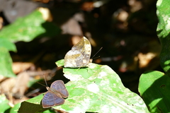 Bebearia sophus