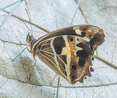 Oxeoschistus tauropolis image
