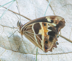 Oxeoschistus tauropolis image