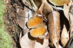Euriphene