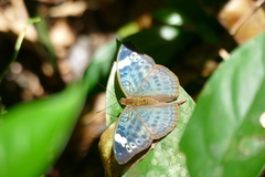 Bebearia congolensis