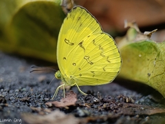 Eurema andersoni