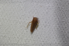 Batracomorphus