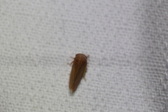 Batracomorphus