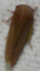 Batracomorphus