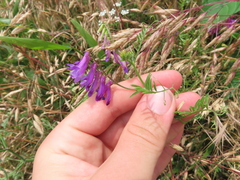 Vicia villosa