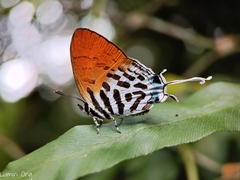 Drupadia ravindra