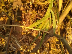 Bambusa stenostachya