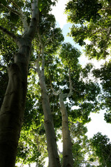 Cryptocarya myrtifolia