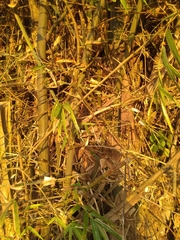 Bambusa stenostachya