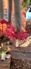 Cleistocactus colademononis