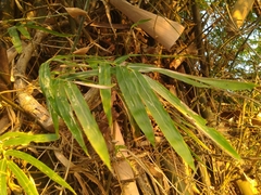 Bambusa stenostachya