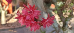 Cleistocactus colademononis