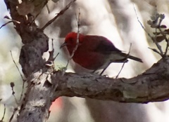 Himatione sanguinea
