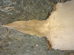 Bambusa stenostachya