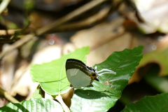 Pilodeudorix leonina