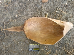 Bambusa stenostachya