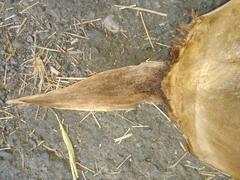 Bambusa stenostachya