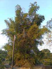 Bambusa stenostachya