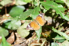 Euriphene