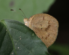 Eurema daira
