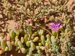 Disphyma crassifolium