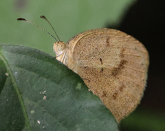 Eurema daira