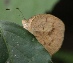 Eurema daira