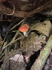 Leucopaxillus gracillimus