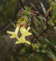Gnidia oppositifolia