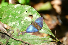 Euriphene