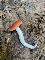 Leucopaxillus gracillimus