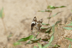 Junonia oenone