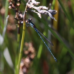 Austrolestes aleison