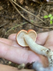 Leucopaxillus gracillimus