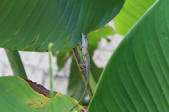 Anolis quercorum