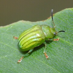 Calomela pallida