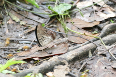 Charaxes cedreatis