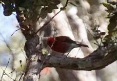 Himatione sanguinea
