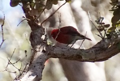 Himatione sanguinea