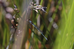 Austrolestes aleison