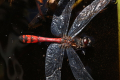 Austrothemis nigrescens